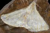 Fossil Ginkgo Leaf From North Dakota - Paleocene #95351-1